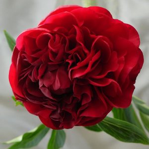 Пион Сarol (Кэрол)