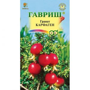 Гранат карликовый Карфаген Гавриш