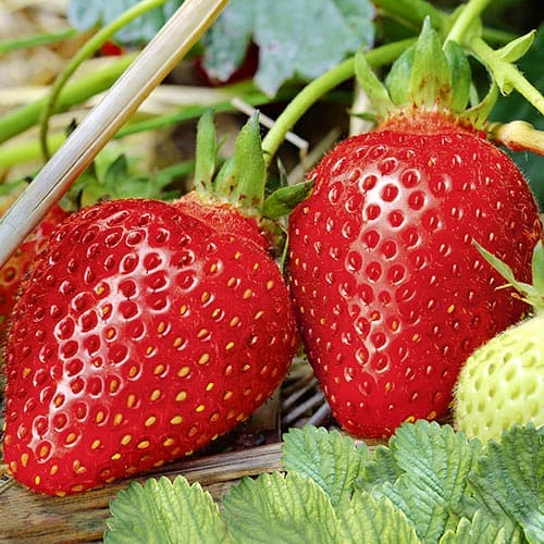 Клубника Пандора