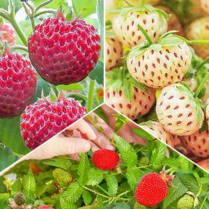 Комплект клубники и клубники Вкус лета из 3 сортов