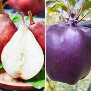 Комплект Сладкая парочка из 2 саженцев