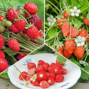 Комплект клубники мелкоплодной Мечта лакомки из 3 сортов