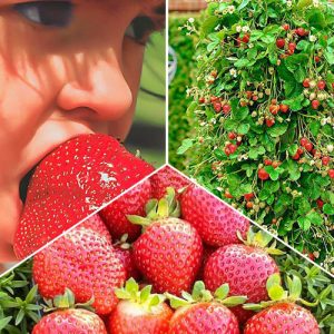 Комплект клубники Большой урожай из 3 сортов