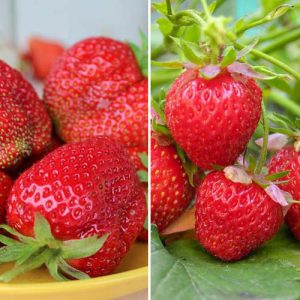 Комплект клубники Детская радость из 2 сортов