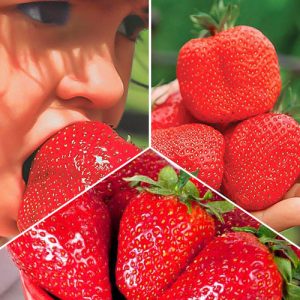 Комплект клубники Гиганты из 3 сортов