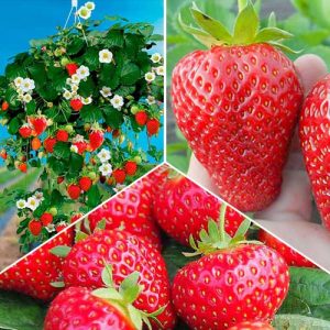Суперпредложение! Комплект из 3-х сортов клубники Круглый год
