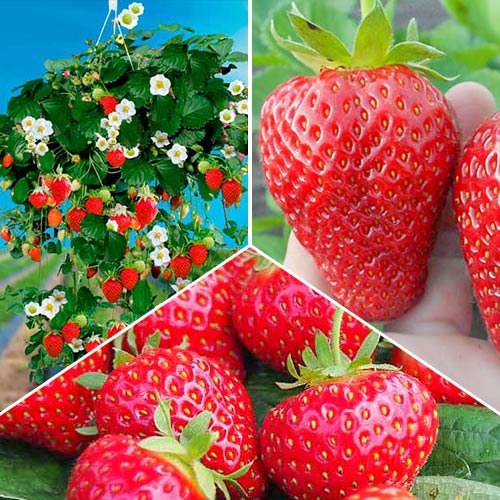 Суперпредложение! Комплект из 3-х сортов клубники Круглый год