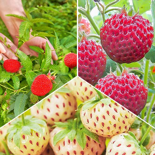 Суперпредложение! Комплект Микс из 3 сортов клубники