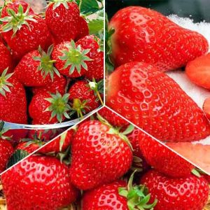Суперпредложение! Комплект Ранний из 3 сортов клубники