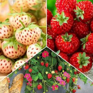 Суперпредложение! Комплект клубник из 3-х саженцев