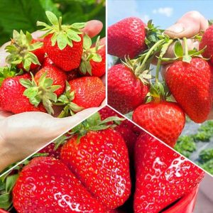 Суперпредложение! Комплект клубник из 3-х сортов Большой урожай