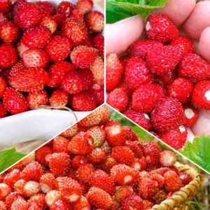 Суперпредложение! Комплект из 3 сортов клубники