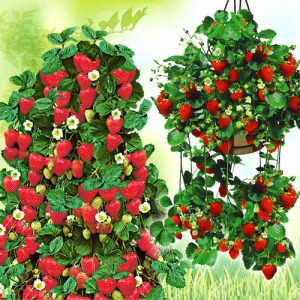 Суперпредложение! Комплект клубники из 2-х сортов