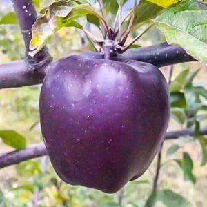 Яблоня черный бриллиант