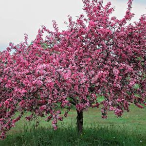 Яблоня декоративная Рудольф