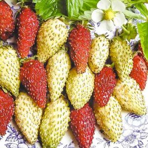 Клубника альпийская Ароматный сюрприз, смесь семян