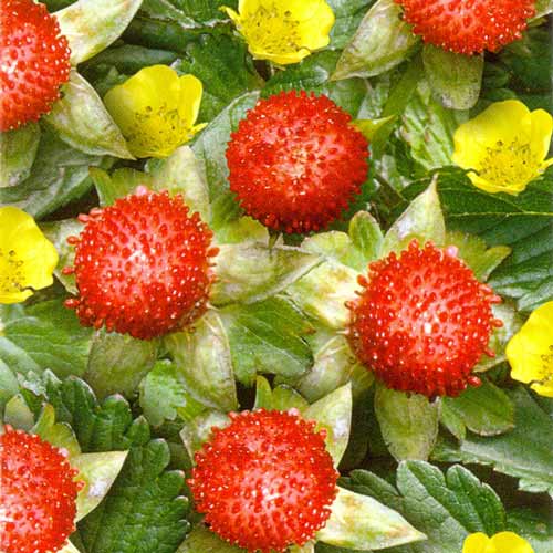 Клубника Дюшенея индийская Кудесница, семена