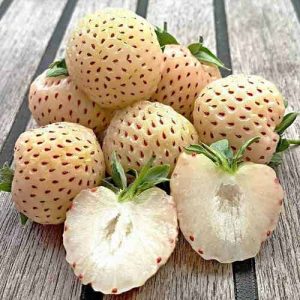 Клубника (крупноплодная) Бианка Фрагола