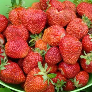 Клубника (крупноплодная) Большая Медведица