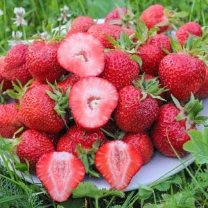 Клубника (крупноплодная) Флоренс