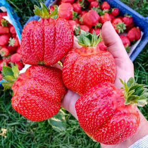 Клубника (крупноплодная) Гигант Джорнея