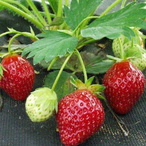 Клубника (крупноплодная) Индука