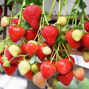 Клубника (крупноплодная) Моллинг Аллюр