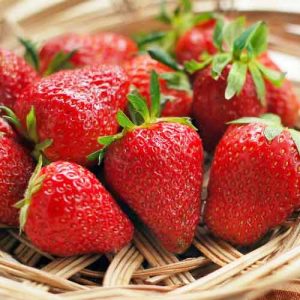 Клубника (крупноплодная) Моллинг Столетие
