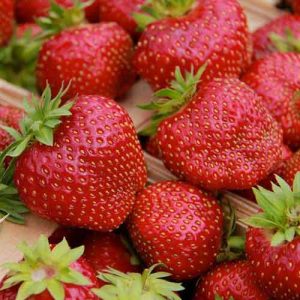 Клубника (крупноплодная) Олимпия