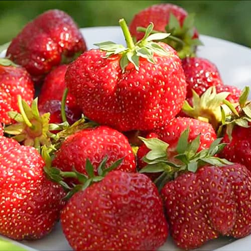 Клубника (крупноплодная) Зефир