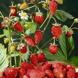 Клубника (мелкоплодная) Мираж