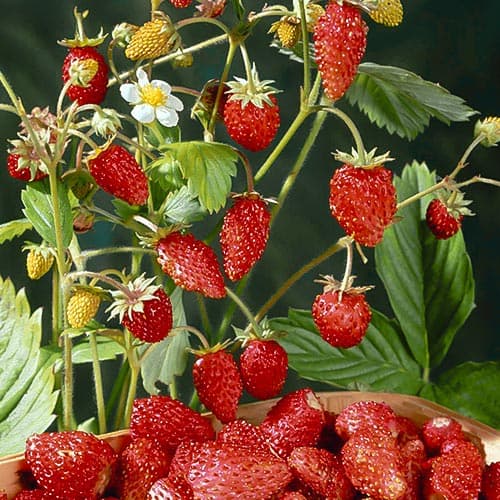 Клубника (мелкоплодная) Мираж
