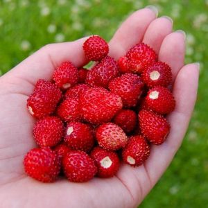 Клубника (мелкоплодная) Рюген