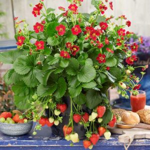 Клубника Ред Бьюти
