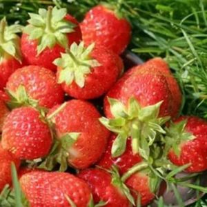 Клубника ремонтантная (крупноплодная) Остара