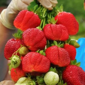 Клубника ремонтантная (крупноплодная) Трюфель де Пари