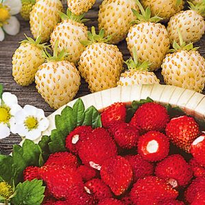 Клубника ремонтантная Сладкие сестрички, смесь сортов Premium Seeds