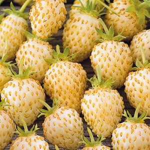 Клубника ремонтантная Золотая полянка Premium Seeds