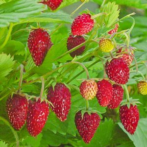 Клубника Сладкая полянка Premium Seeds